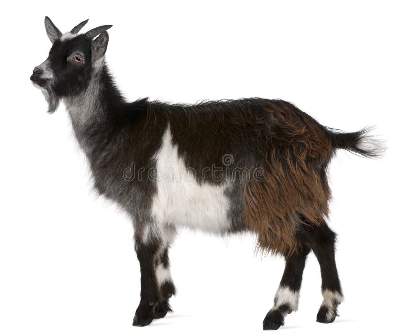 Common Goat from the West of France