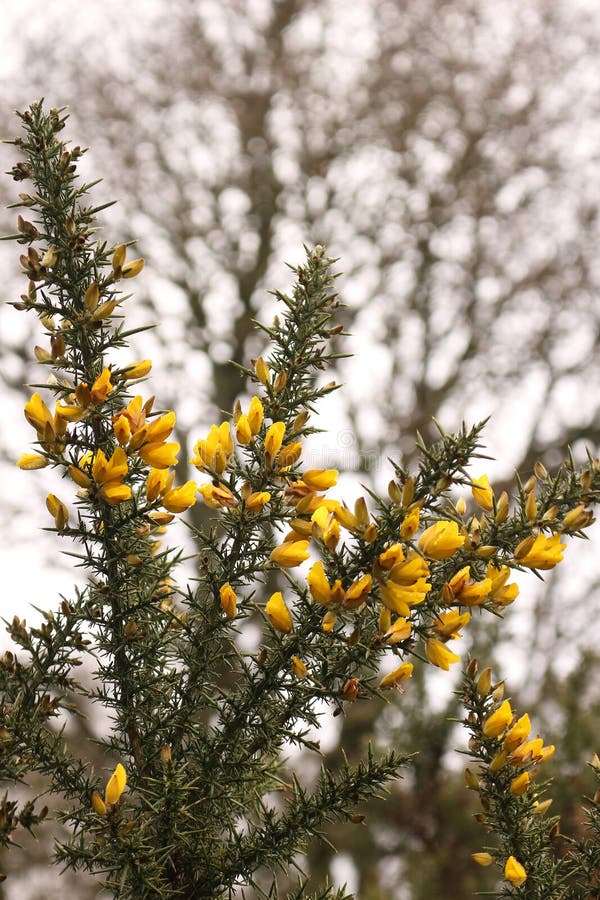 Common Gorse bush stock photo. Image of summer, ulex 178794638