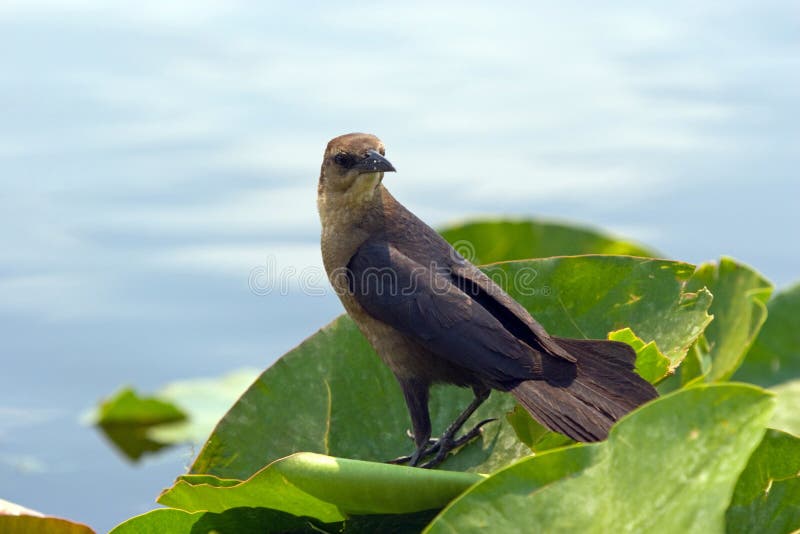 Common Grackle (Female)