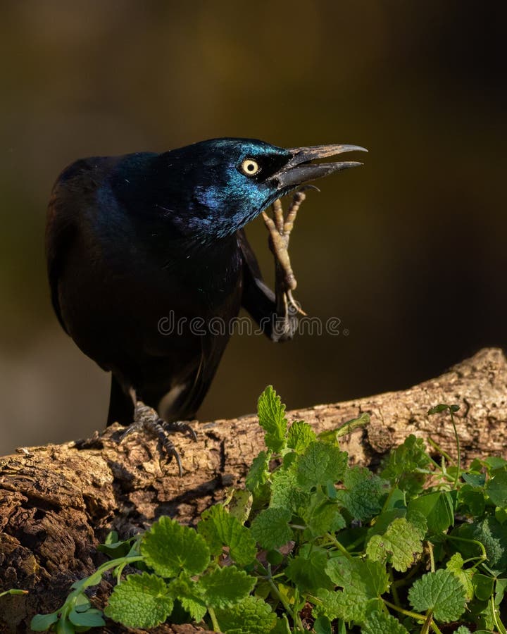 520 Scratching Birds Stock Photos Free & RoyaltyFree Stock Photos