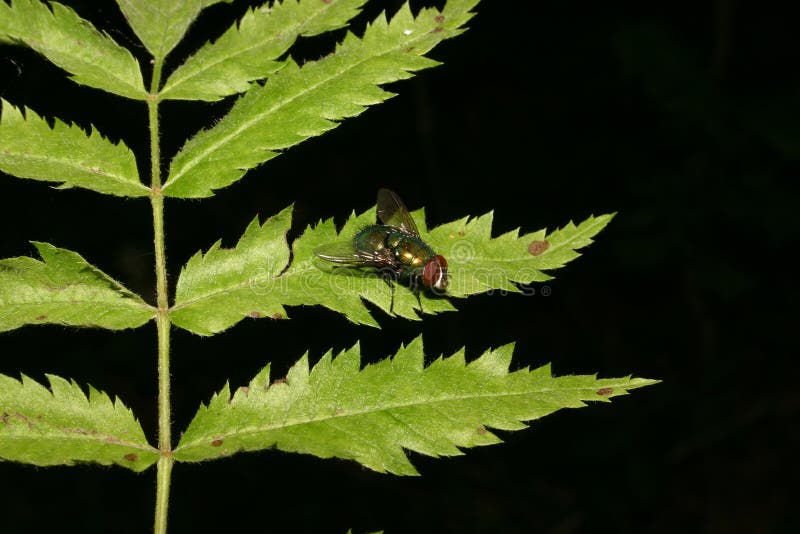 Common green bottle fly (Lucilia sericata) royalty free stock photo Common green bottle fly (Lucilia sericata) royalty free stock photo