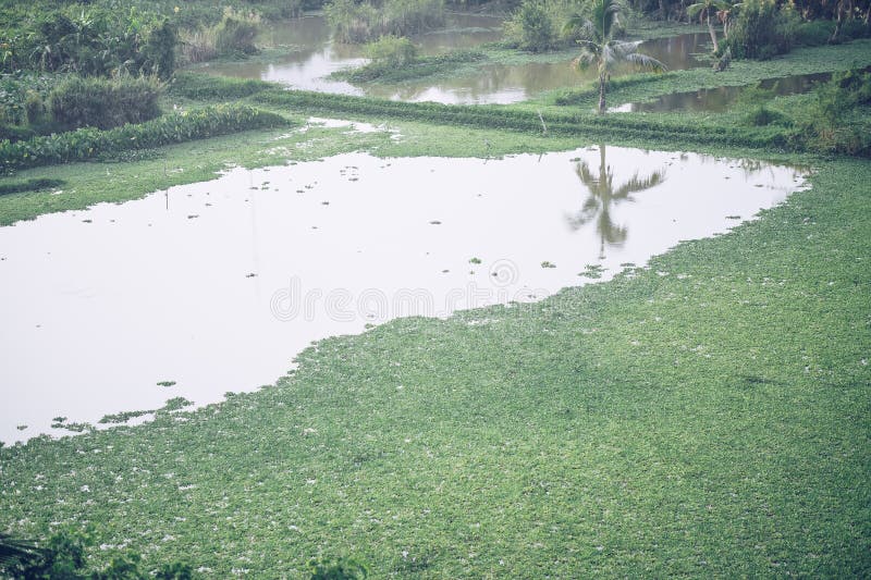 Common Green Rootless Duckweed Plant on Water in Pond Stock Image Common Green Rootless Duckweed Plant on Water in Pond Stock Image