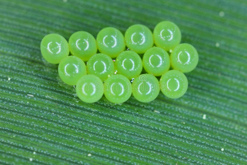Common Green Shieldbug Eggs (Palomena Prasina). Stock Image Image of natural, hatched 264995435