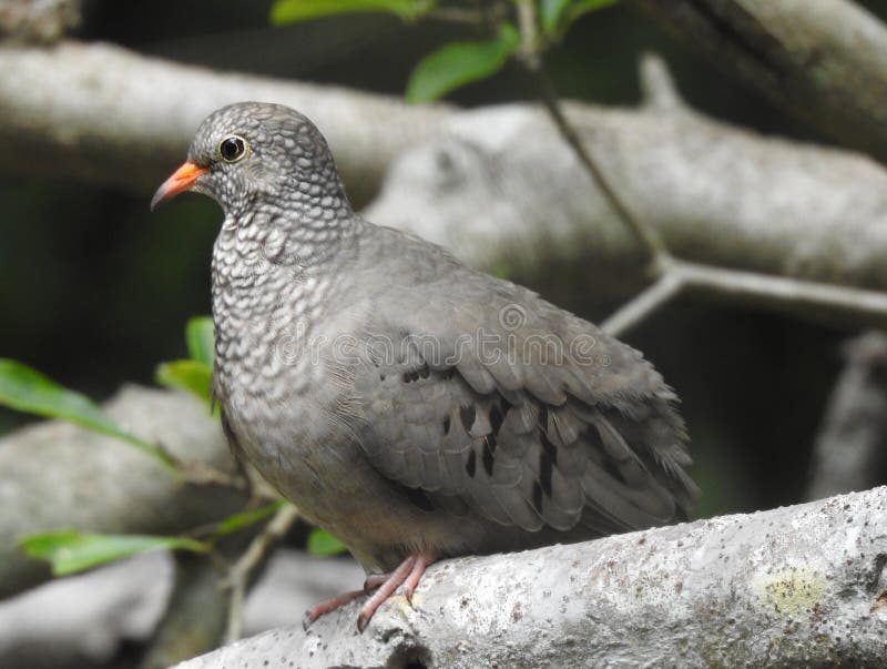 Common Ground Dove keeping a wary eye on me.