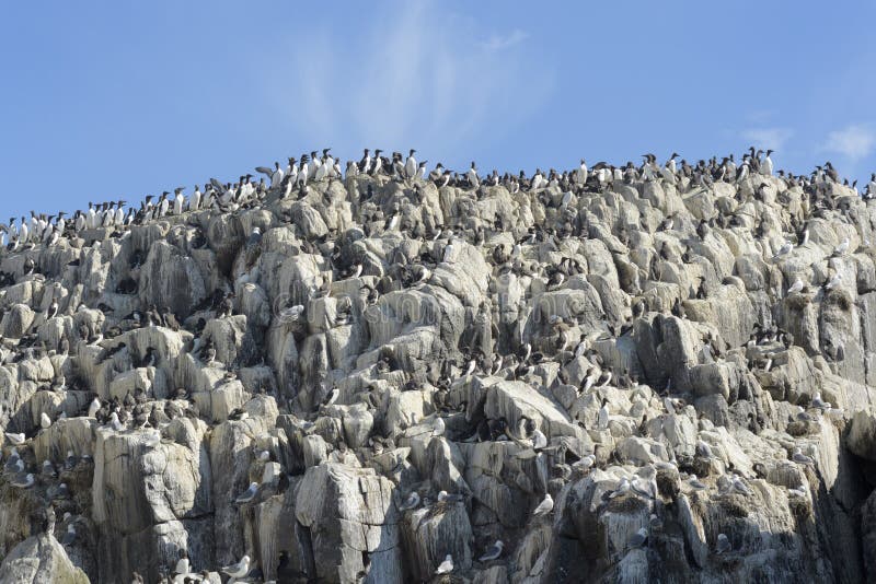 Common Guillemot colony on a cliff.