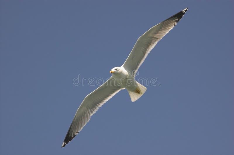 Common gull