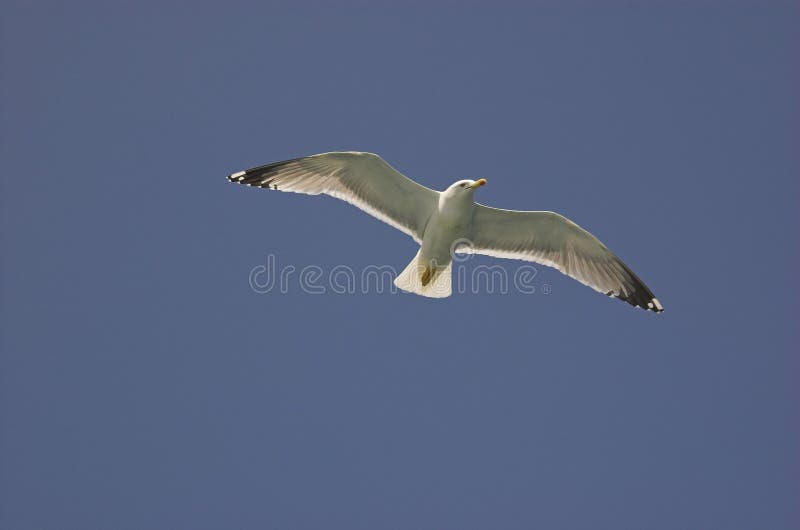 Common gull