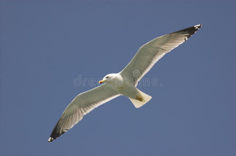 Common gull