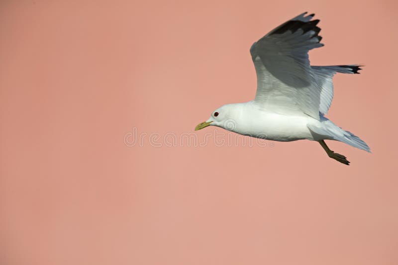 A common gull or mew gull Larus canus flying in front of a concrete pink wall in the ports of Bremen Germany. stock photos A common gull or mew gull Larus canus flying in front of a concrete pink wall in the ports of Bremen Germany. stock photos