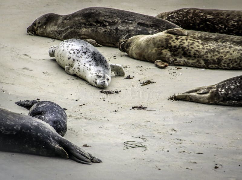Common Harbor Seal stock image. Image of blubber, laying 157224873