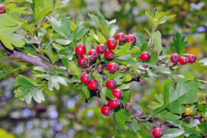 Common Hawthorn (Crataegus Monogyna) Stock Photo - Image of hawthorn ...