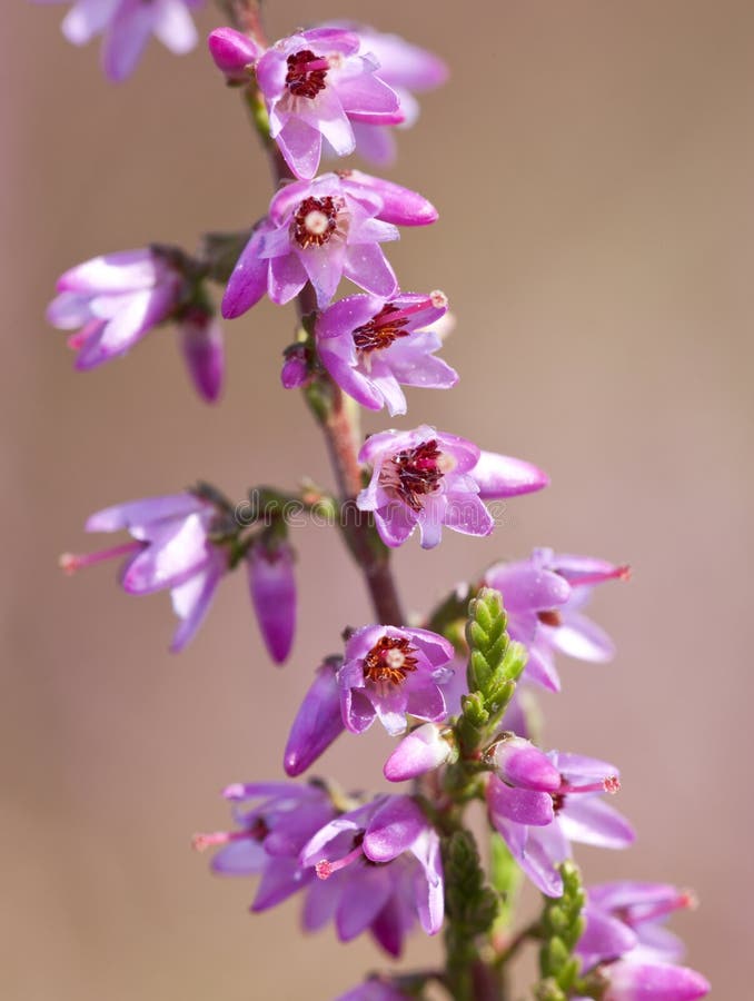 Common Heather Flowers Closeup Stock Image Image of calluna, macro