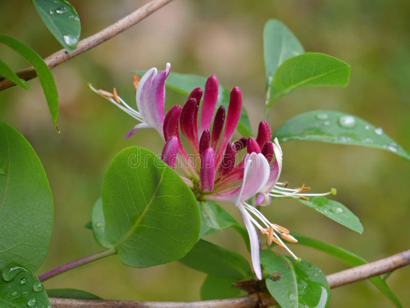 Common honeysuckle royalty free stock photos Common honeysuckle royalty free stock photos