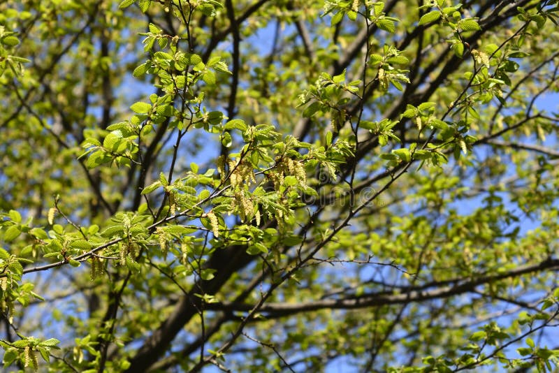Common hornbeam stock photo. Image of flower, outdoors 207680754