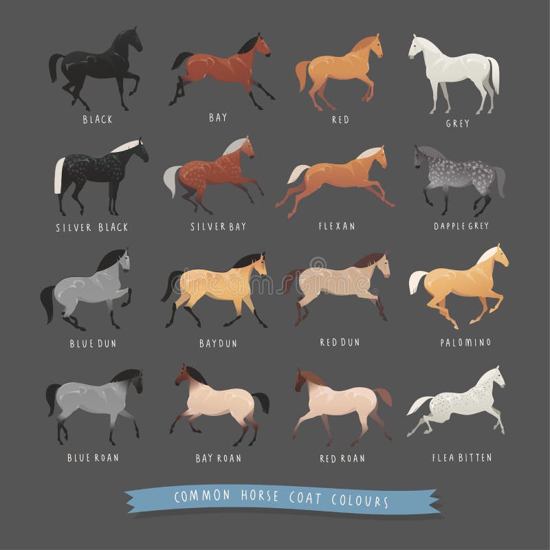 Common horse coat colours vector illustration Common horse coat colours vector illustration