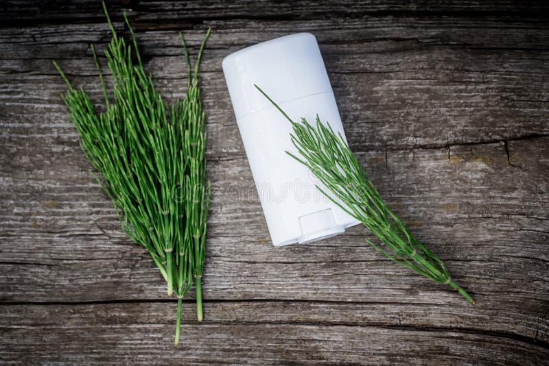 Common Horsetail Medicinal Herb Plant with Distilled Essential Oil