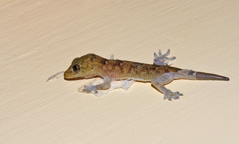 102 Gecko Shedding Photos Free Royalty Free Stock Photos From Dreamstime 102 Gecko Shedding Photos Free Royalty Free Stock Photos From Dreamstime
