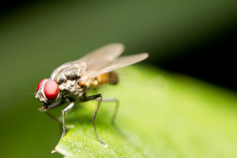Common house fly stock image. Image of animal, garden 25983329