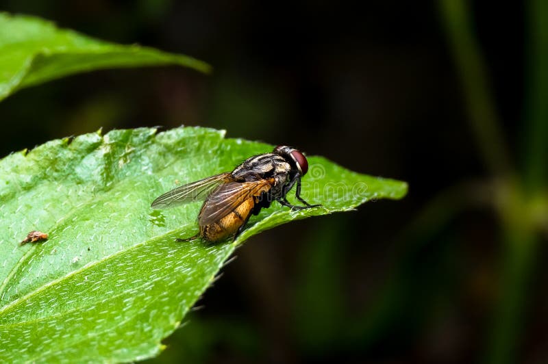 Common house fly stock image. Image of legs, body, natural 100776723