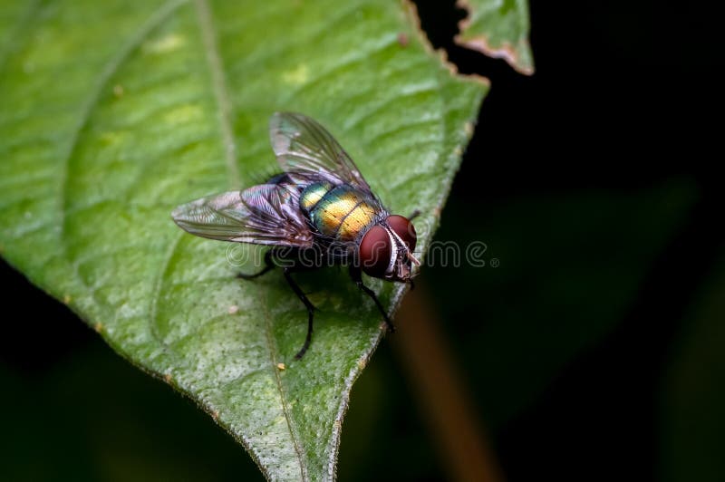 Common house fly stock image. Image of life, parasite 101228063