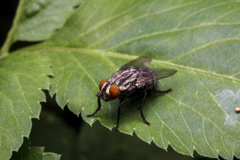 Common house fly stock photo. Image of insect, body 103895980