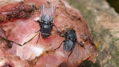 Common House Fly Feeding on Rotting Meat. Stock Video - Video of breeding,  live: 180092061