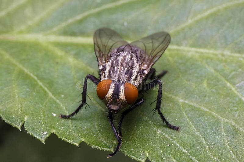 Common house fly stock photo. Image of leaf, natural 103895998