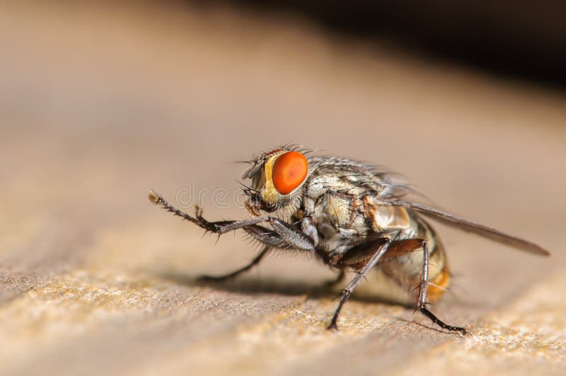 Common House Fly stock images