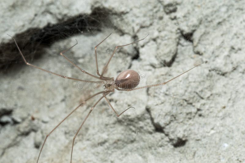 Pholcidae, vibrating or cellar spiders
