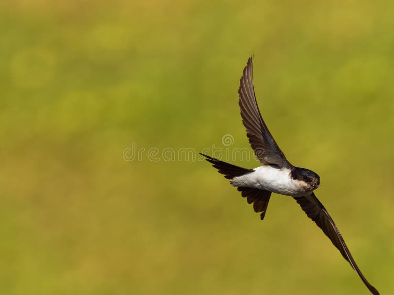 Common House-Martin - Delichon urbicum black and white flying bird eating and hunting insects, also called northern house martin