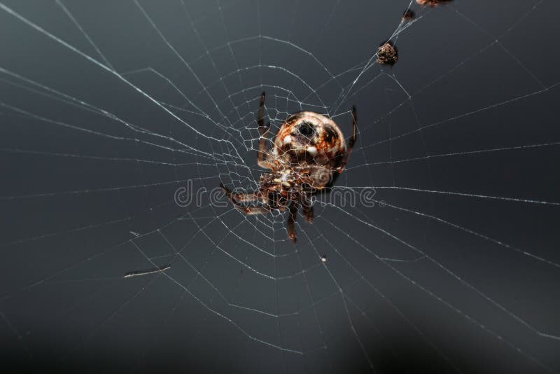 Pavouk obecný - Nephilengys malabarensis