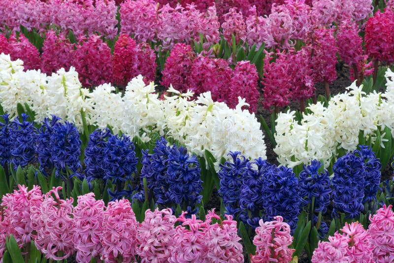 Common hyacinth