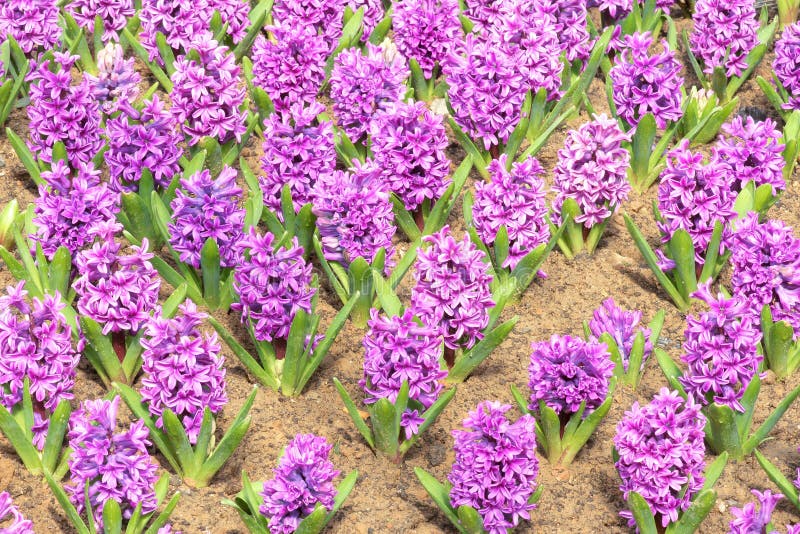 Common hyacinth