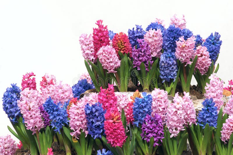 Common hyacinth