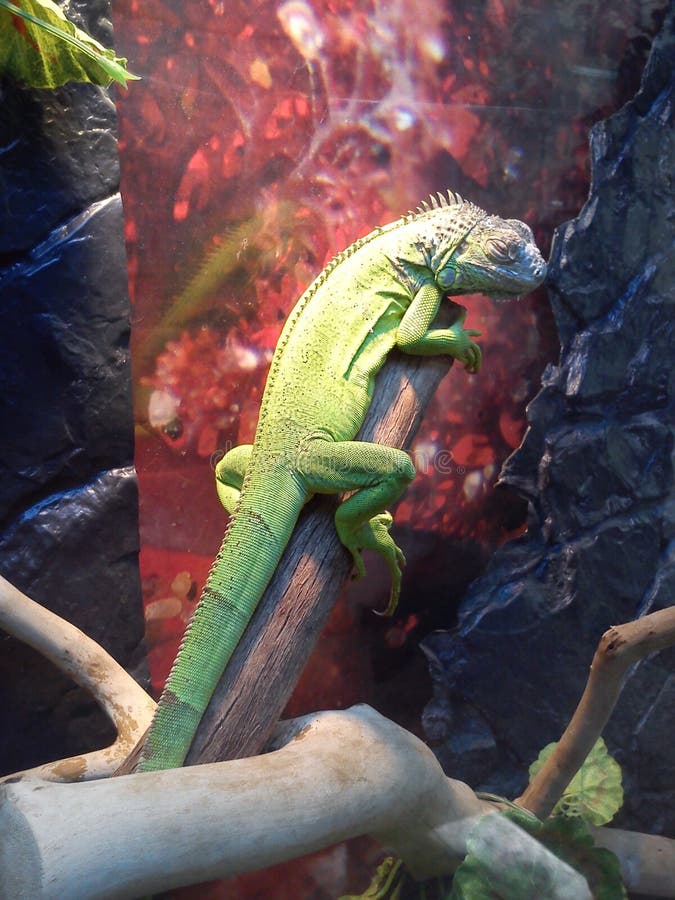 Common iguana in a terrarium. Green lizard on a branch. Back dark red background. Animal resting stock photo Common iguana in a terrarium. Green lizard on a branch. Back dark red background. Animal resting stock photo