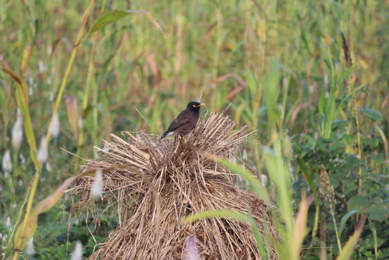 Millet Food for Birds A Heartfelt Guide to Avian Wellness. Millet Food for Birds A Heartfelt Guide to Avian Wellness.