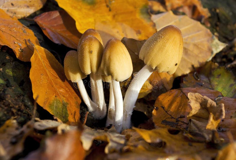 Common Ink Cap Fungus Coprinus micaceus