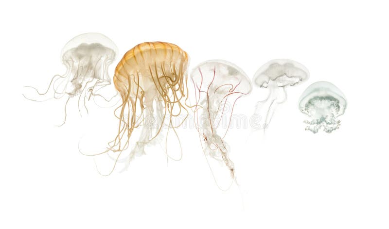 Common jellyfish, Aurelia aurita, Cannonball jellyfish