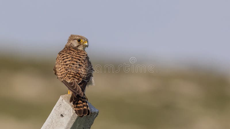 Common Kestrel On Concrete Post stock photography