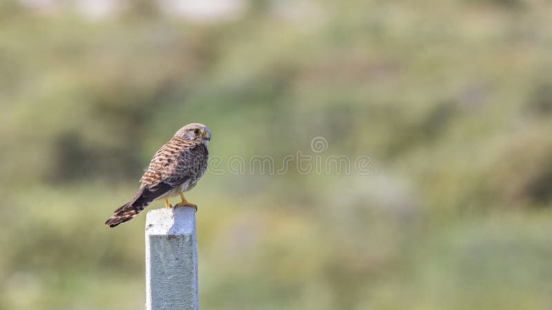 Common Kestrel On Concrete Post royalty free stock photo