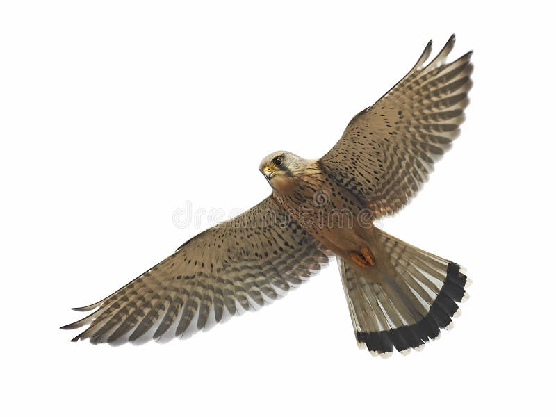 See the source image