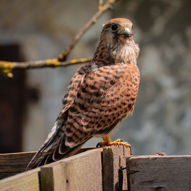 Poštolka obyčajná Falco tinnunculus v lete sedí na drevenom zábradlí