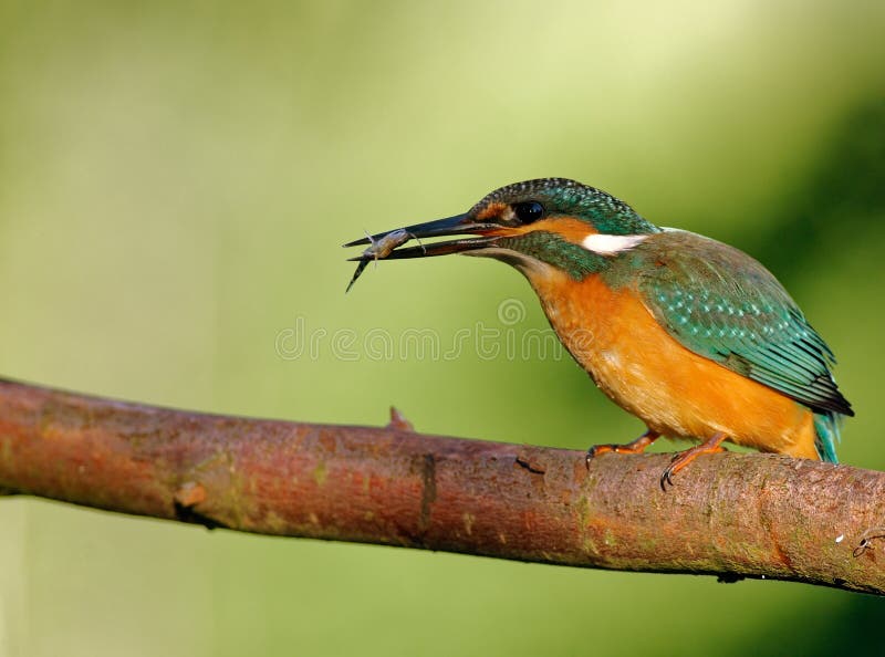 Common Kingfisher with caught fish stock image Common Kingfisher with caught fish stock image