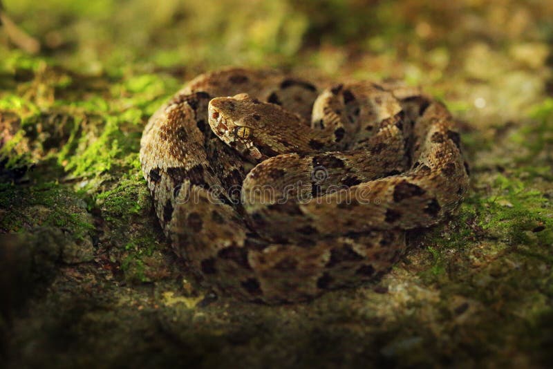 Serpente Bothrops atrox coletada na Floresta Nacional do Tapajós-FLONA/