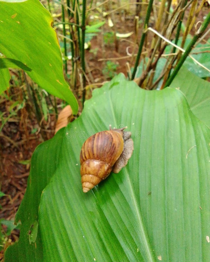 Common Land Snails are Brown with a Hard Shell and Live in Trees Stock Photo Image of land