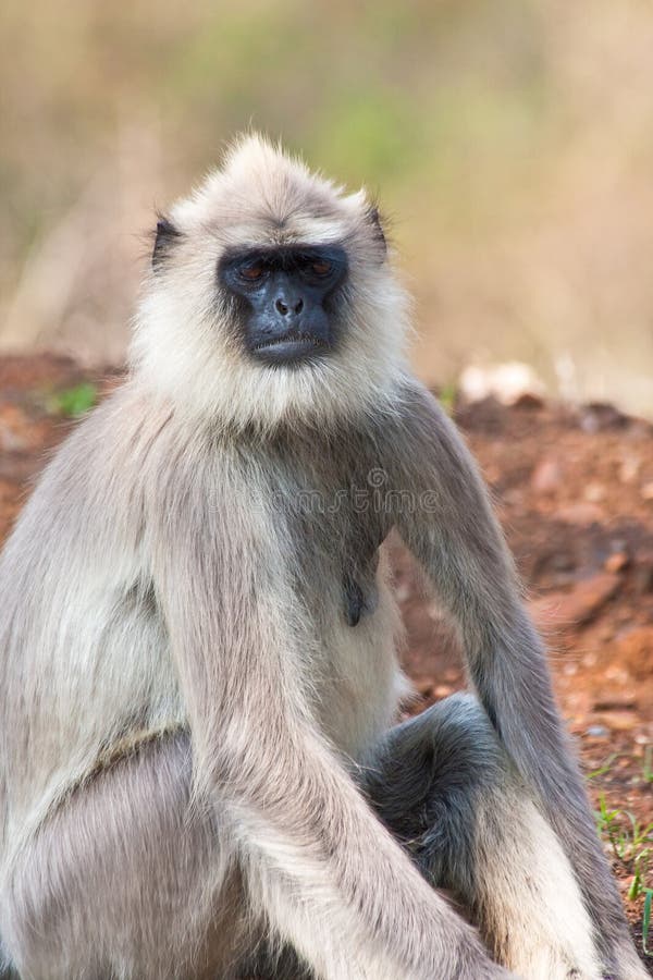 Common langur relaxing in Bandipur National Park, India. Semnopithecus hypoleucos stock images, royalty-free photos and pictures