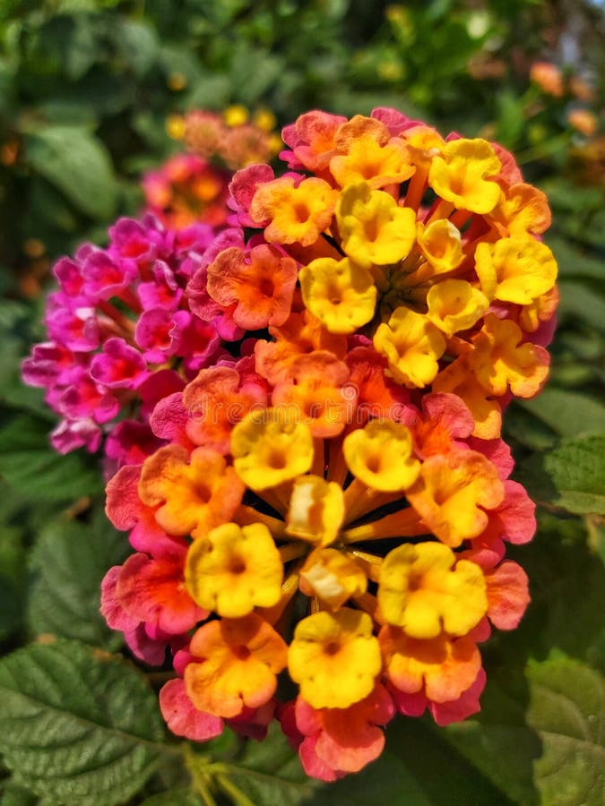 Common Lantana This plant has small flowers in bloom and is yellow, orange, pink and red