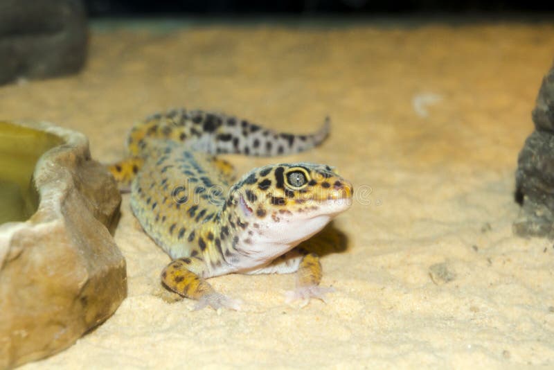 Common Leopard Gecko in a Sandy Terrarium Stock Image Image of sand