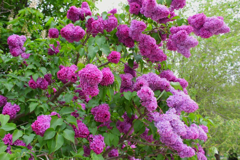 Common Lilac is a Multi Stemmed Deciduous Shrub Stock Image Image of