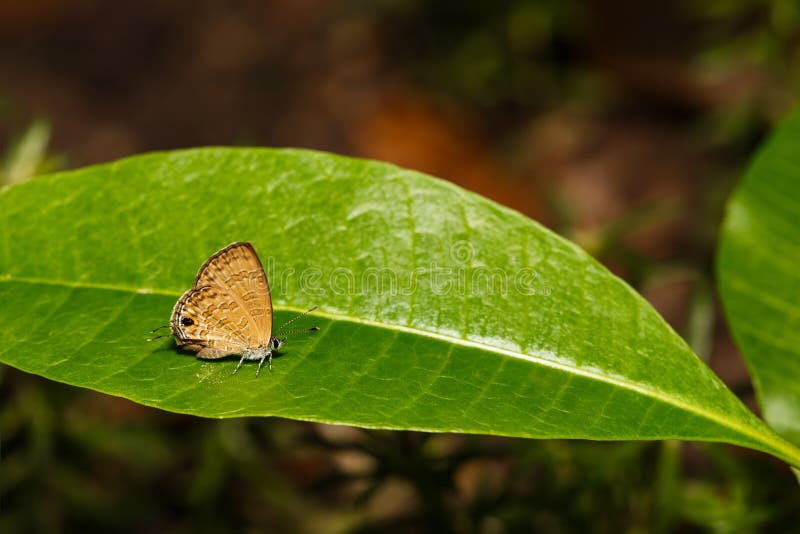 The common lineblue butterfly & x28; Prosotas nora Felde & x29; resting on green leaf. The common lineblue butterfly & x28; Prosotas nora Felde & x29; resting on green leaf